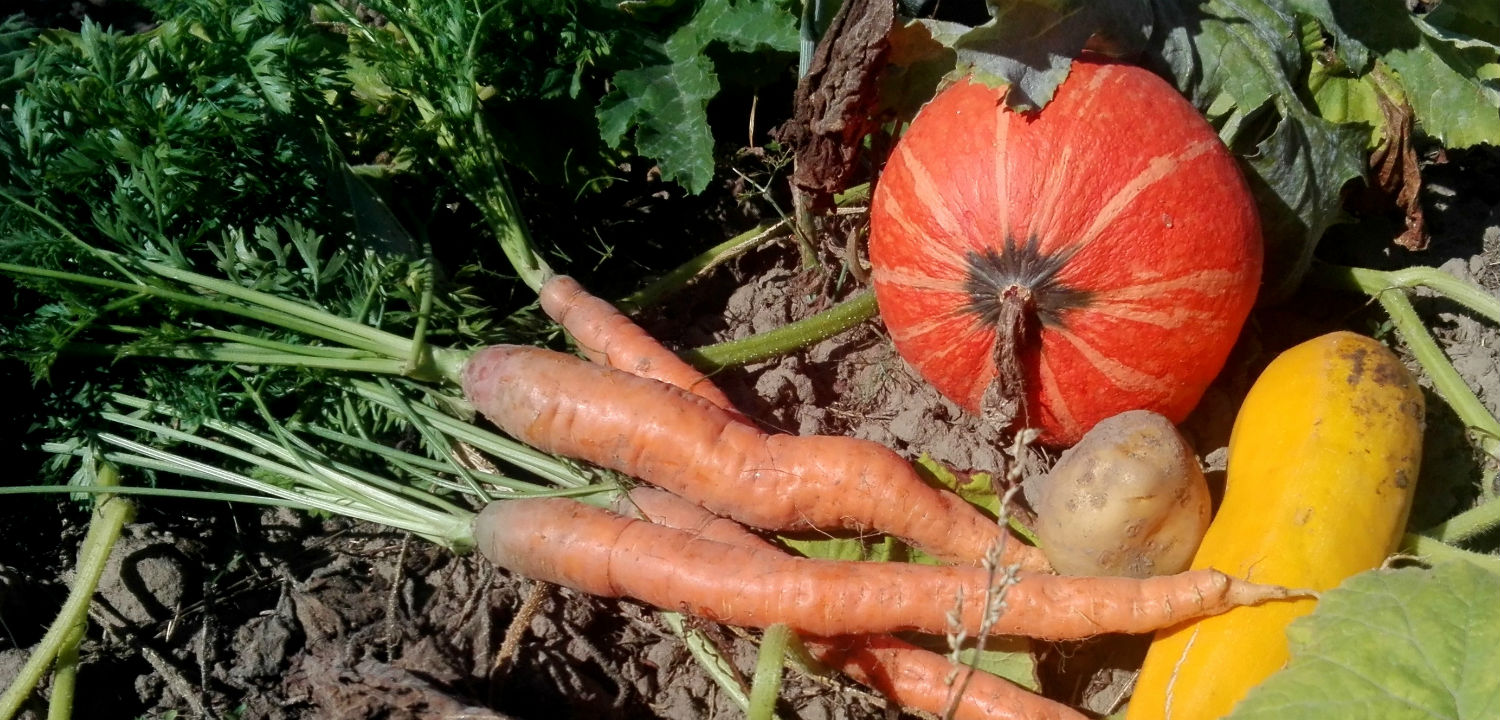 Fresh homegrown vegetables