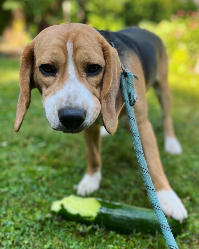 I told you if you want to be so beautiful like I am you should eat cucumbers 🥒 #cucumbers #beauty #beagle #kedainiai #lithuania #mynameispablo